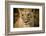 Livingstone, Zambia. Close-up of a Female Lion-Janet Muir-Framed Photographic Print