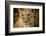 Livingstone, Zambia. Close-up of a Female Lion-Janet Muir-Framed Photographic Print