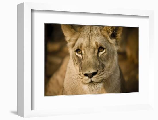 Livingstone, Zambia. Close-up of a Female Lion-Janet Muir-Framed Photographic Print