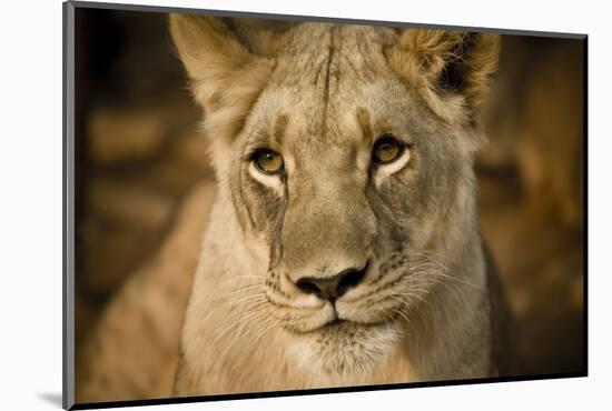 Livingstone, Zambia. Close-up of a Female Lion-Janet Muir-Mounted Photographic Print