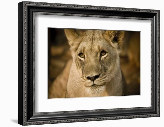 Livingstone, Zambia. Close-up of a Female Lion-Janet Muir-Framed Photographic Print