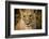 Livingstone, Zambia. Close-up of a Female Lion-Janet Muir-Framed Photographic Print