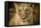 Livingstone, Zambia. Close-up of a Female Lion-Janet Muir-Framed Premier Image Canvas