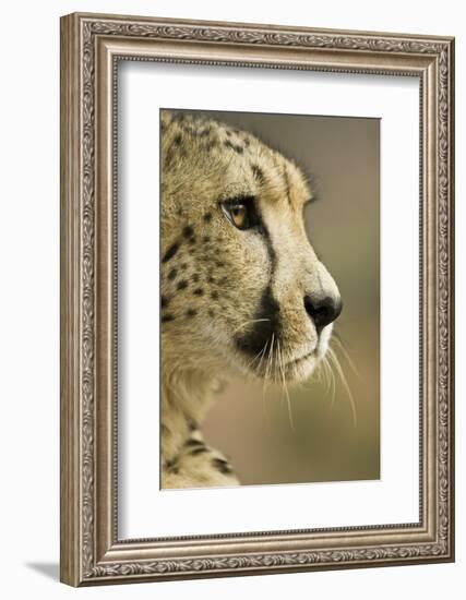 Livingstone, Zambia. Close-up of Cheetah Profile-Janet Muir-Framed Photographic Print