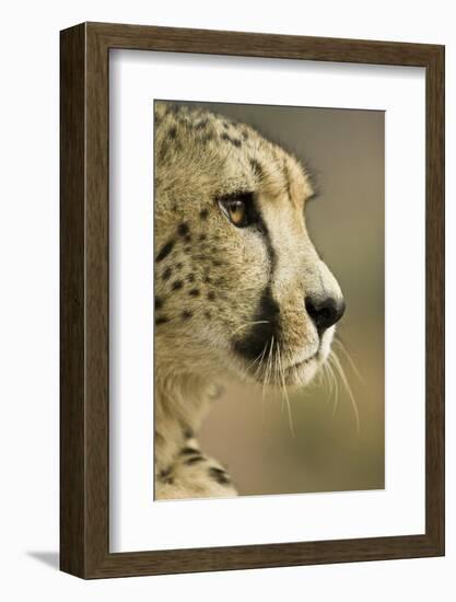 Livingstone, Zambia. Close-up of Cheetah Profile-Janet Muir-Framed Photographic Print