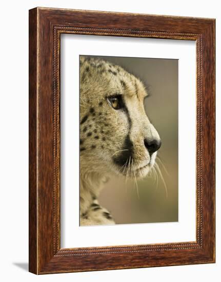 Livingstone, Zambia. Close-up of Cheetah Profile-Janet Muir-Framed Photographic Print