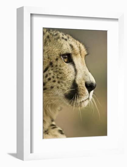 Livingstone, Zambia. Close-up of Cheetah Profile-Janet Muir-Framed Photographic Print