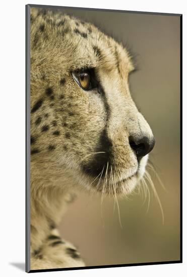 Livingstone, Zambia. Close-up of Cheetah Profile-Janet Muir-Mounted Photographic Print