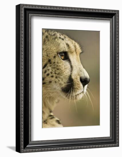 Livingstone, Zambia. Close-up of Cheetah Profile-Janet Muir-Framed Photographic Print