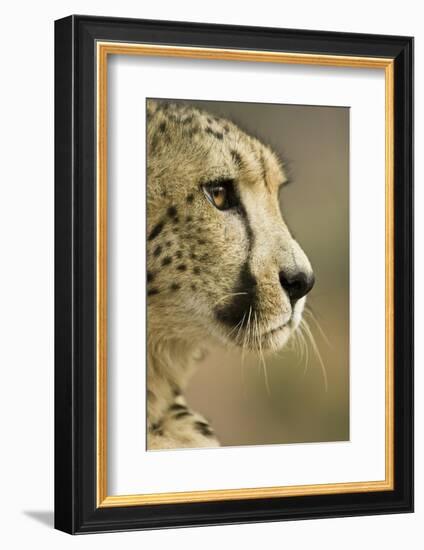 Livingstone, Zambia. Close-up of Cheetah Profile-Janet Muir-Framed Photographic Print