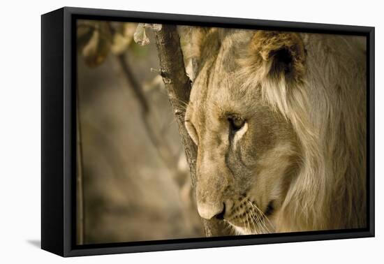 Livingstone, Zambia. Pensive Look of a Young Male Lion-Janet Muir-Framed Premier Image Canvas