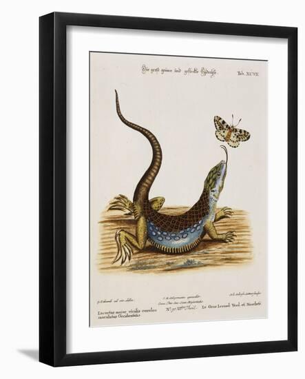 Lizard Chasing a Butterfly-Johann Michael Seligman-Framed Giclee Print