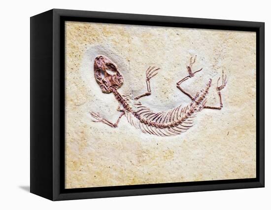Lizard Fossil from Solnhofen Limestone Formation-Naturfoto Honal-Framed Premier Image Canvas