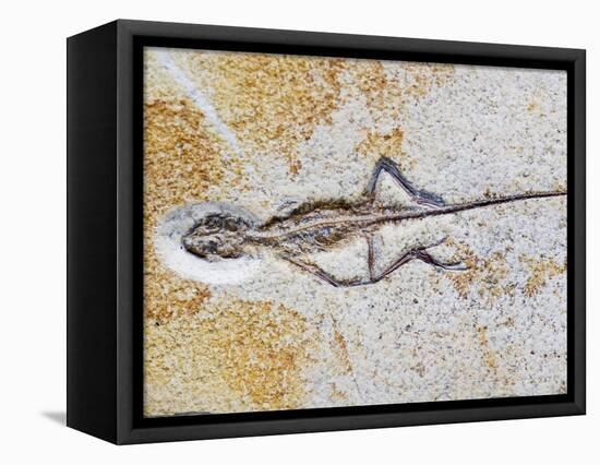 Lizard Fossil from Solnhofen Limestone Formation-Naturfoto Honal-Framed Premier Image Canvas