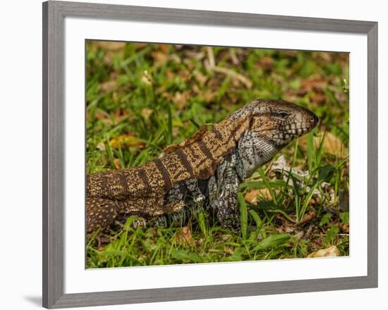 Lizard in the forest next to the Iguazu Falls, Foz do Iguacu, State of Parana, Brazil, South Americ-Karol Kozlowski-Framed Photographic Print