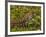 Lizard in the forest next to the Iguazu Falls, Foz do Iguacu, State of Parana, Brazil, South Americ-Karol Kozlowski-Framed Photographic Print