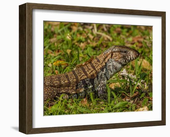 Lizard in the forest next to the Iguazu Falls, Foz do Iguacu, State of Parana, Brazil, South Americ-Karol Kozlowski-Framed Photographic Print