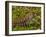 Lizard in the forest next to the Iguazu Falls, Foz do Iguacu, State of Parana, Brazil, South Americ-Karol Kozlowski-Framed Photographic Print