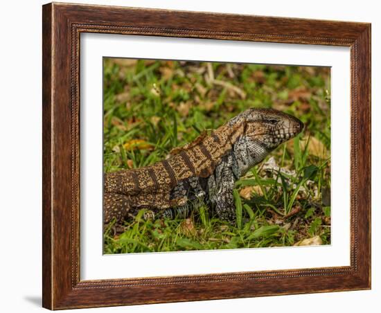 Lizard in the forest next to the Iguazu Falls, Foz do Iguacu, State of Parana, Brazil, South Americ-Karol Kozlowski-Framed Photographic Print