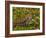 Lizard in the forest next to the Iguazu Falls, Foz do Iguacu, State of Parana, Brazil, South Americ-Karol Kozlowski-Framed Photographic Print