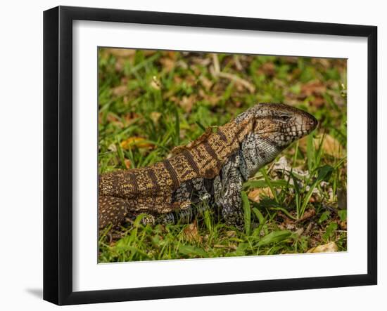 Lizard in the forest next to the Iguazu Falls, Foz do Iguacu, State of Parana, Brazil, South Americ-Karol Kozlowski-Framed Photographic Print