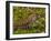 Lizard in the forest next to the Iguazu Falls, Foz do Iguacu, State of Parana, Brazil, South Americ-Karol Kozlowski-Framed Photographic Print