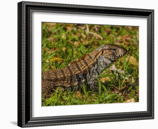 Lizard in the forest next to the Iguazu Falls, Foz do Iguacu, State of Parana, Brazil, South Americ-Karol Kozlowski-Framed Photographic Print