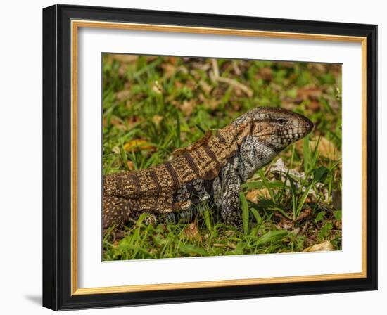 Lizard in the forest next to the Iguazu Falls, Foz do Iguacu, State of Parana, Brazil, South Americ-Karol Kozlowski-Framed Photographic Print