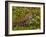 Lizard in the forest next to the Iguazu Falls, Foz do Iguacu, State of Parana, Brazil, South Americ-Karol Kozlowski-Framed Photographic Print