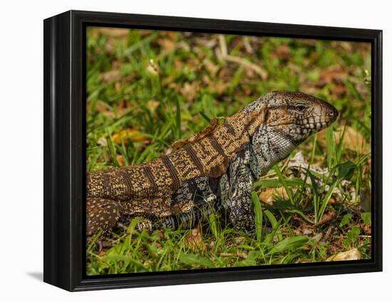 Lizard in the forest next to the Iguazu Falls, Foz do Iguacu, State of Parana, Brazil, South Americ-Karol Kozlowski-Framed Premier Image Canvas