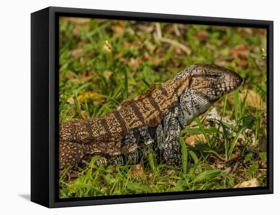 Lizard in the forest next to the Iguazu Falls, Foz do Iguacu, State of Parana, Brazil, South Americ-Karol Kozlowski-Framed Premier Image Canvas