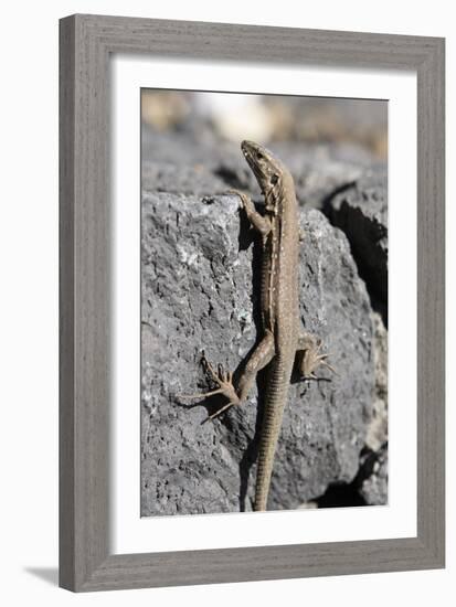 Lizard, La Palma, Canary Islands, Spain, 2009-Peter Thompson-Framed Photographic Print