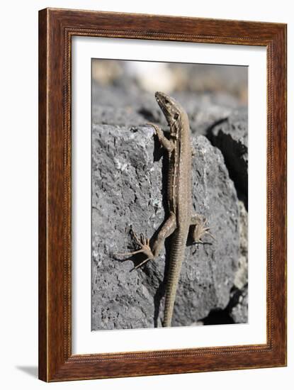 Lizard, La Palma, Canary Islands, Spain, 2009-Peter Thompson-Framed Photographic Print