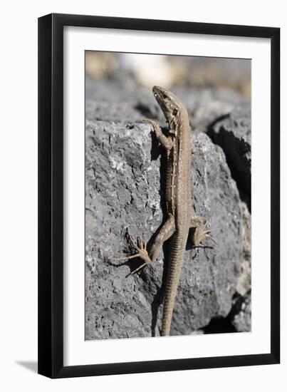 Lizard, La Palma, Canary Islands, Spain, 2009-Peter Thompson-Framed Photographic Print