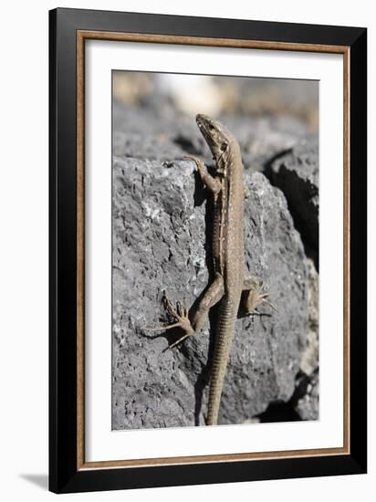 Lizard, La Palma, Canary Islands, Spain, 2009-Peter Thompson-Framed Photographic Print
