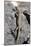 Lizard, La Palma, Canary Islands, Spain, 2009-Peter Thompson-Mounted Photographic Print