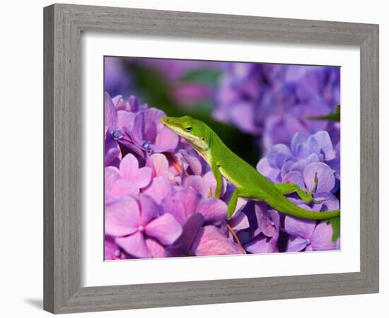 Lizard on Hydrangea, Savannah, Georgia, USA-Joanne Wells-Framed Photographic Print