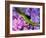 Lizard on Hydrangea, Savannah, Georgia, USA-Joanne Wells-Framed Photographic Print