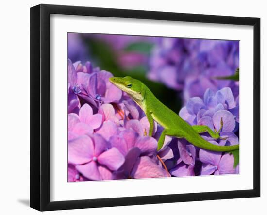 Lizard on Hydrangea, Savannah, Georgia, USA-Joanne Wells-Framed Photographic Print