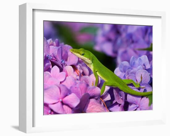 Lizard on Hydrangea, Savannah, Georgia, USA-Joanne Wells-Framed Photographic Print