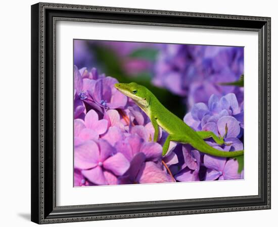 Lizard on Hydrangea, Savannah, Georgia, USA-Joanne Wells-Framed Photographic Print