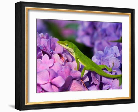 Lizard on Hydrangea, Savannah, Georgia, USA-Joanne Wells-Framed Photographic Print