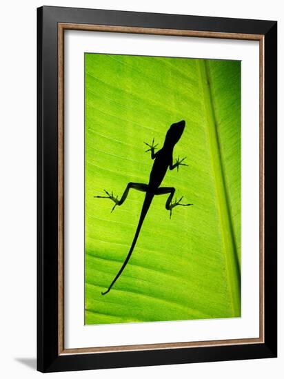 Lizard on Leaf, Sarapiqui, Costa Rica-null-Framed Photographic Print