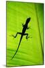 Lizard on Leaf, Sarapiqui, Costa Rica-null-Mounted Photographic Print