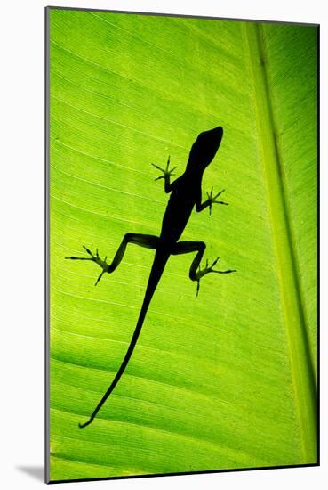 Lizard on Leaf, Sarapiqui, Costa Rica-null-Mounted Photographic Print