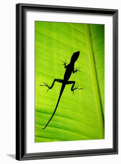 Lizard on Leaf, Sarapiqui, Costa Rica-null-Framed Photographic Print