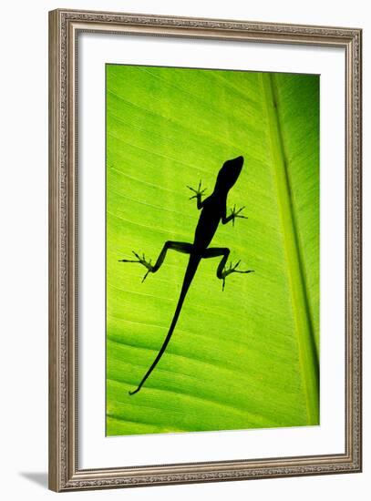 Lizard on Leaf, Sarapiqui, Costa Rica-null-Framed Photographic Print