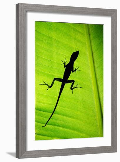 Lizard on Leaf, Sarapiqui, Costa Rica-null-Framed Photographic Print