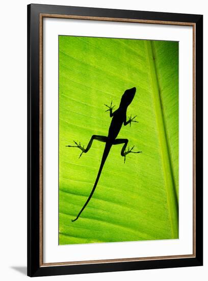 Lizard on Leaf, Sarapiqui, Costa Rica-null-Framed Photographic Print