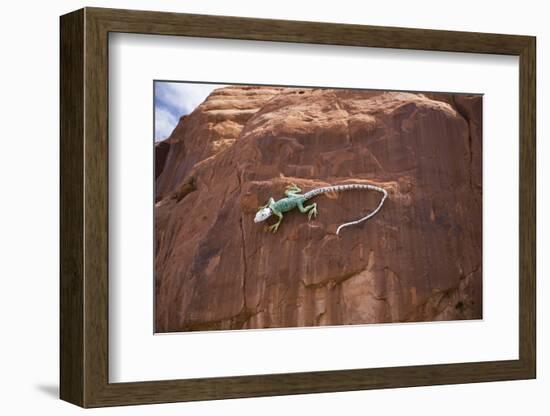 Lizard on surface of rock, Hole 'N the Rock, Zion National Park, Utah, USA-Panoramic Images-Framed Premium Photographic Print